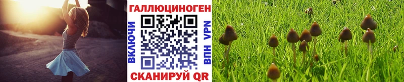 Псилоцибиновые грибы Psilocybe как найти наркотики Кораблино